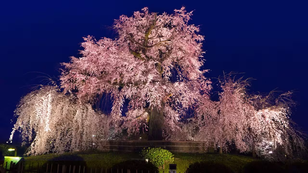 Maruyama Park illuminated at night