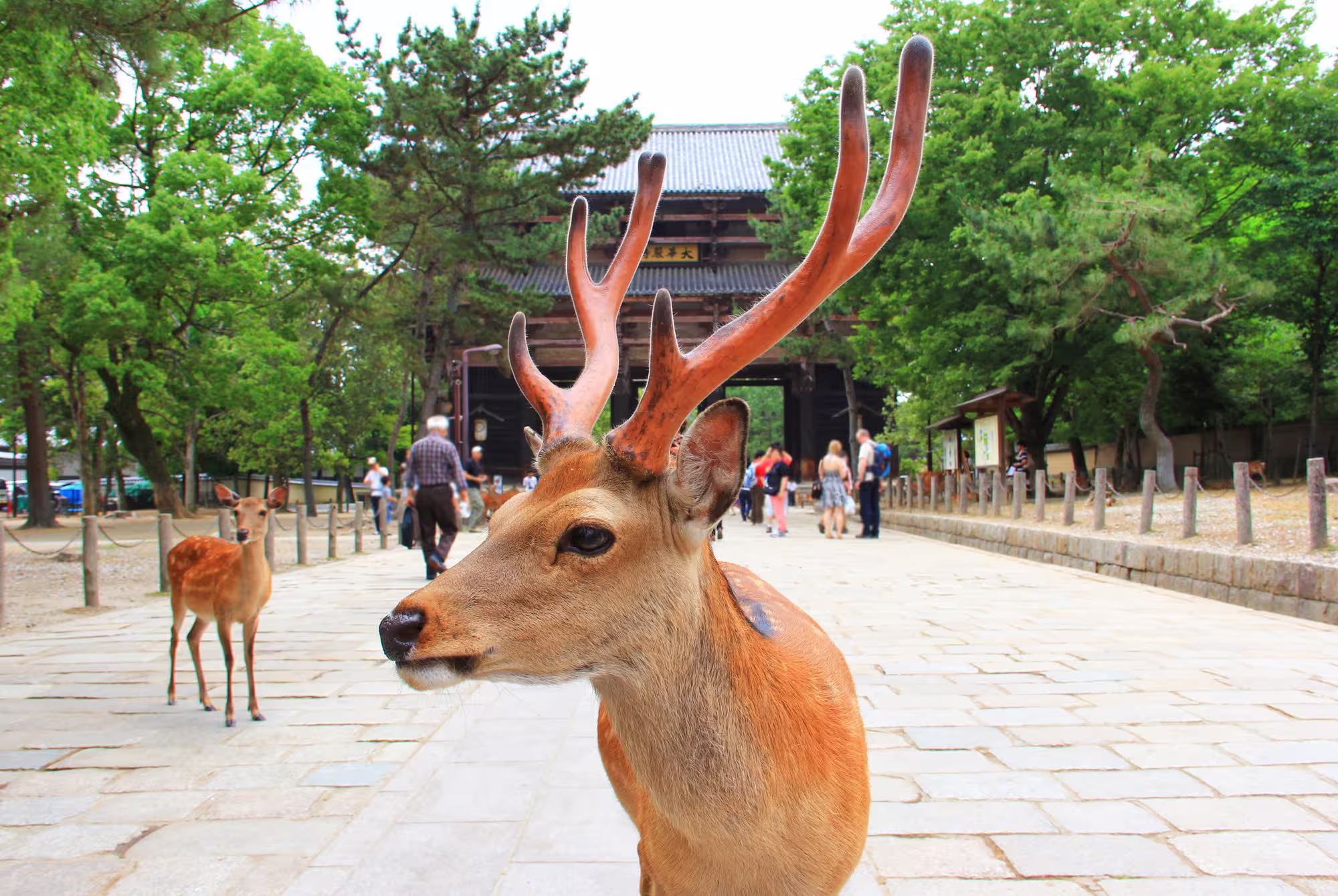 Bowing wild deer in Nara Park beside Todai-ji Temple