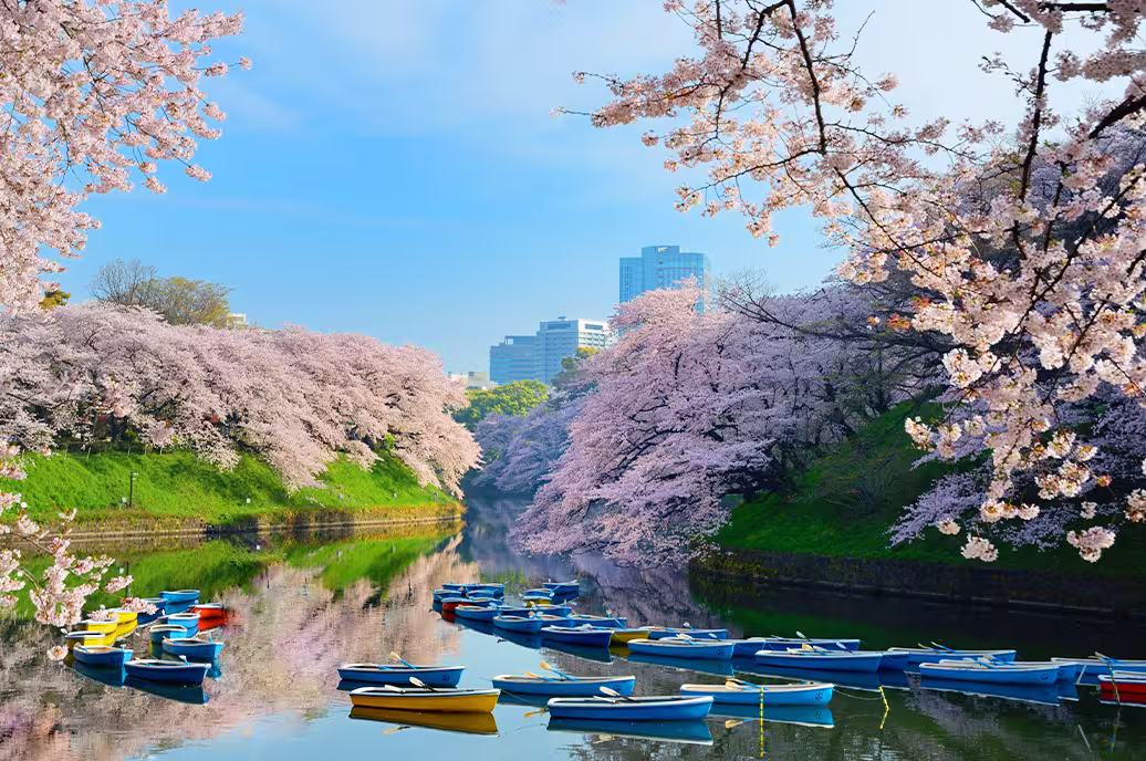 Cherry blossoms at Chidorigafuchi, Tokyo