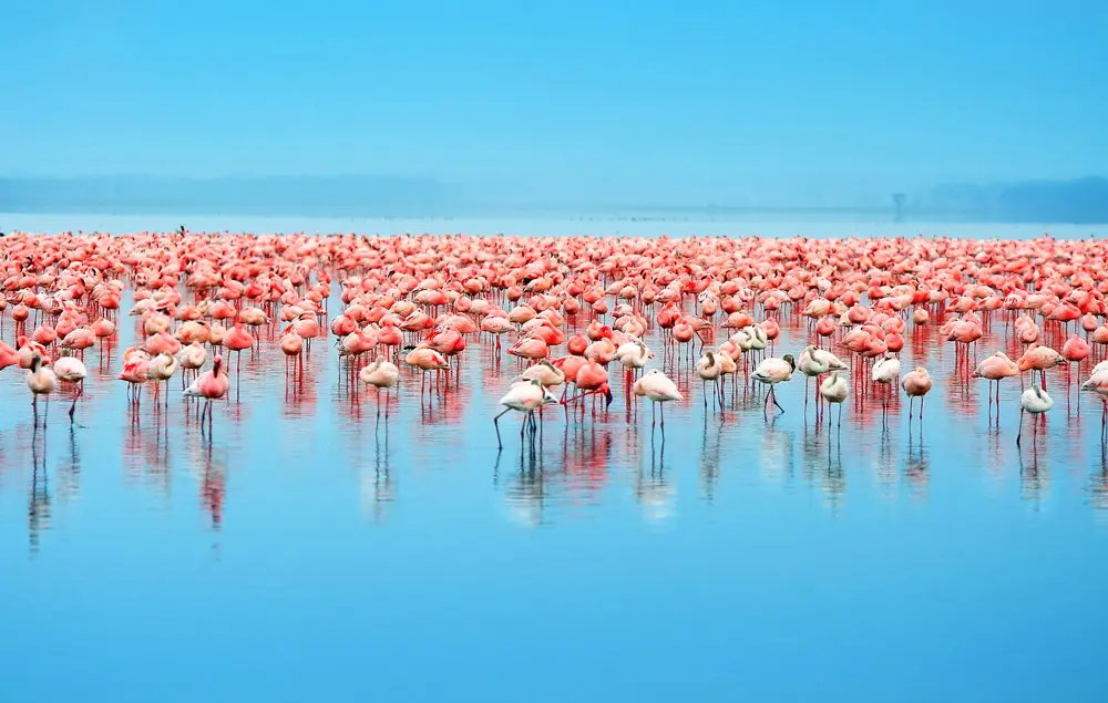 Lake Nakuru flamingos in Kenya