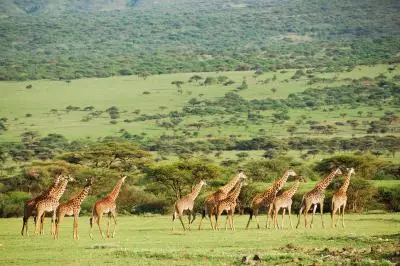 Arusha National Park Game Drive in Tanzania