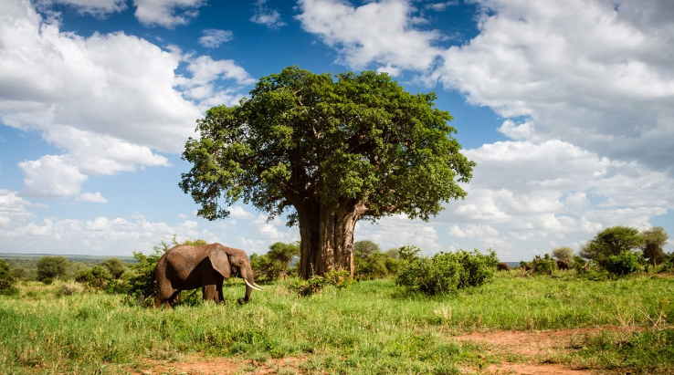 Elephant herd beneath baobab trees in Tarangire National Park