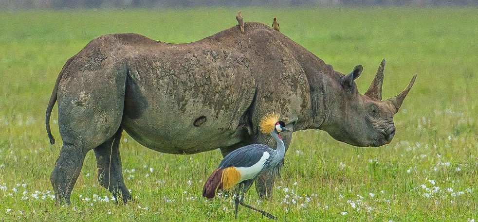 Black rhino grazing in the Ngorongoro Crater floor