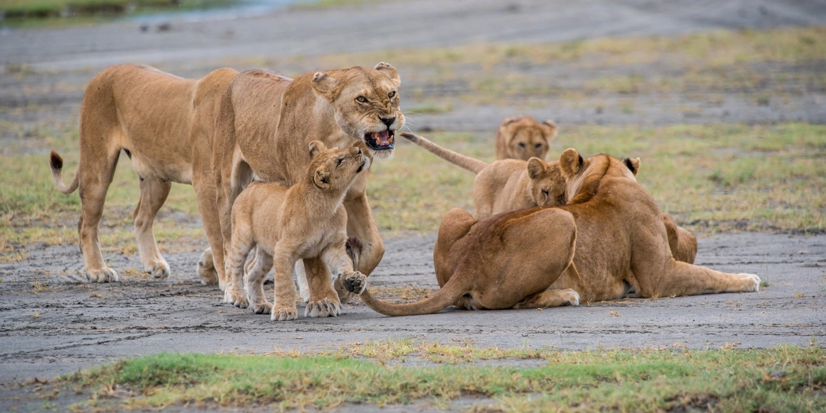 Lions on the crater floor of Ngorongoro Conservation Area