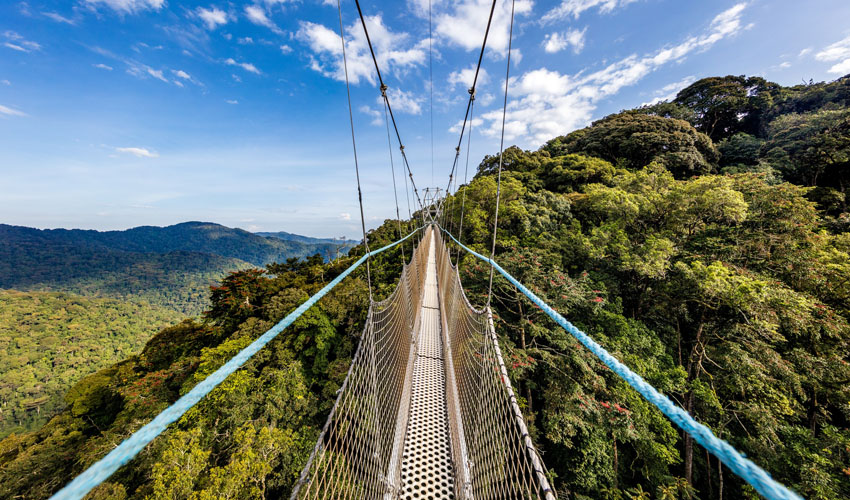 Suspended canopy walkway 50 meters above Nyungwe rainforest