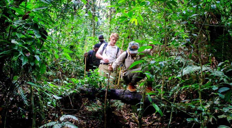 Hiking trail through Nyungwe rainforest in Rwanda