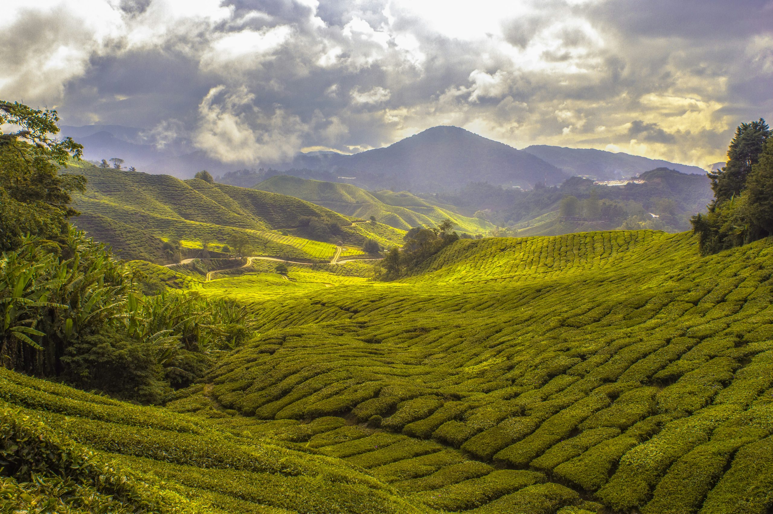 Rolling green hills and tea plantations in Rwanda