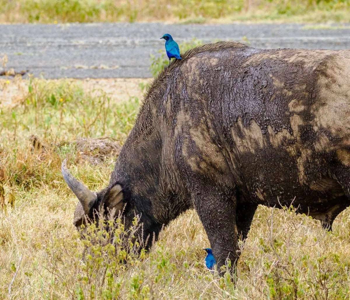 <br />
<b>Deprecated</b>:  htmlspecialchars(): Passing null to parameter #1 ($string) of type string is deprecated in <b>/home/hikenpic/public_html/tour/detail/index.php</b> on line <b>1027</b><br />
