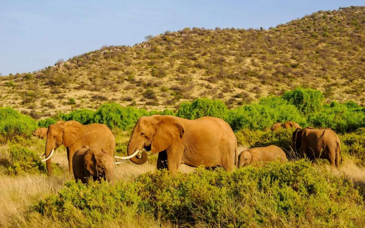 6 Day Safari Exploring North & South Kenya