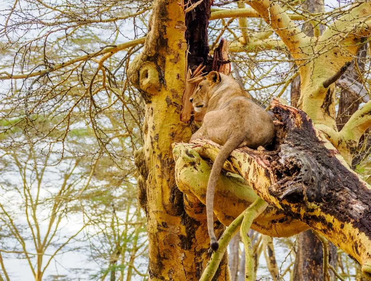 <br />
<b>Deprecated</b>:  htmlspecialchars(): Passing null to parameter #1 ($string) of type string is deprecated in <b>/home/hikenpic/public_html/tour/detail/index.php</b> on line <b>1027</b><br />
